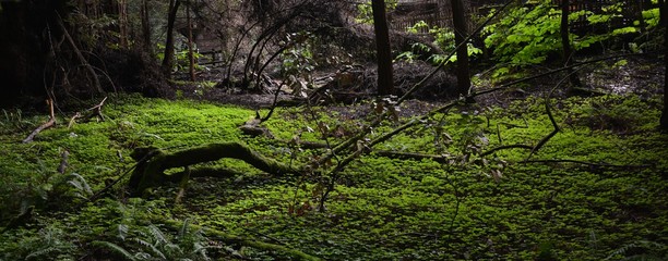 Spring Impressions from Muir Woods National Monument (It is located 15 km north of San Francisco...