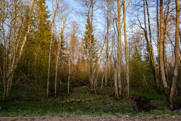 birch and aspen tree grow in spring with first leaves hatching