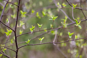 first fresh green leaves on trees in spring