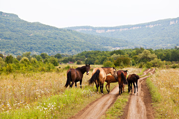 Fototapeta na wymiar Horses in meadow