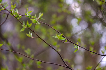 first fresh green leaves on trees in spring
