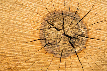 Beautiful old wood pattern. European beech (Fagus sylvatica).