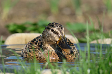 Stockentenweibchen badet in Vogeltränke