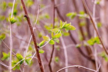 first fresh green leaves on trees in spring