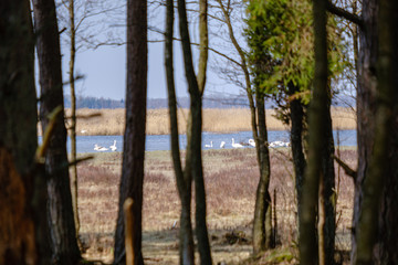 forest lake surrounded by tree trunks and branches with no leaves