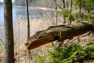 forest lake surrounded by tree trunks and branches with no leaves