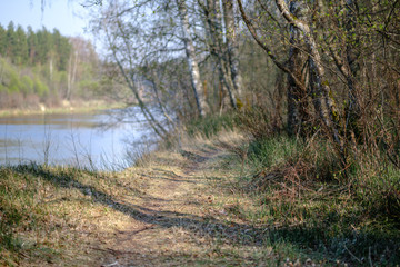 forest lake surrounded by tree trunks and branches with no leaves