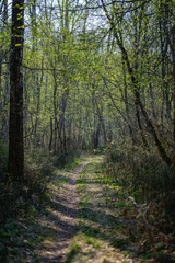 Fototapeta premium empty gravel dust road in forest with sun rays and shadows