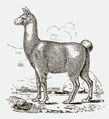 Llama (lama glama) in side view. Illustration after a historical engraving from the 19th century