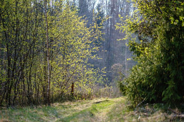 empty gravel dust road in forest with sun rays and shadows