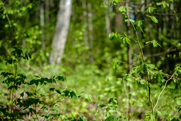 first fresh green leaves on trees in spring