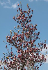 magnolia tree with buds and pink flowers at spring