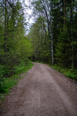 empty gravel dust road in forest with sun rays and shadows