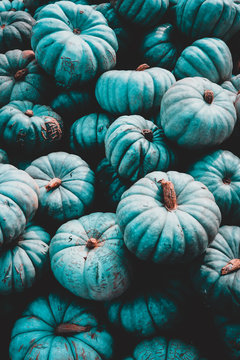 Blue Pumpkins