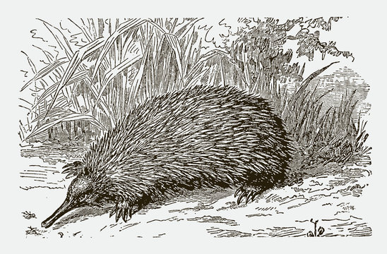 Short-beaked echidna (tachyglossus aculeatus). Illustration after a historical engraving from the 19th century