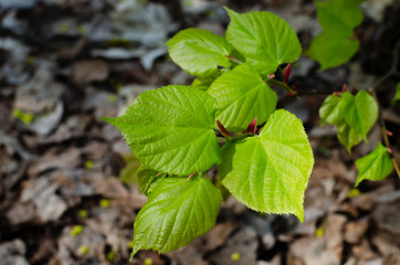 Young leaves of linden in the spring. The leaves begin to bloom in spring