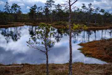 Obraz premium swamp lakes with reflections of blue sky and clouds in National Nature Park Kemeri in Latvia