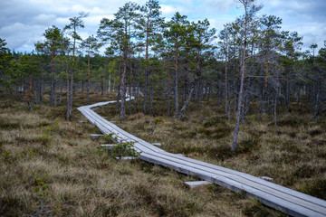 beautiful wooden plank boardwalk footpaths in swamp national park of Kemrei in Latvia