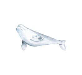 Whales Sea Animals Dolphin Narwhal Killer Whale Beluga Ocean Blue Watercolor Hand Drawn Illustration Isolated © aksinyalady
