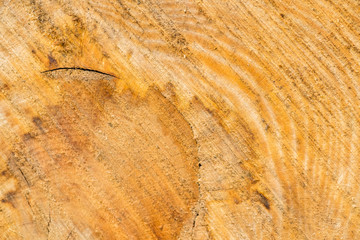 Beautiful old wood pattern. European beech (Fagus sylvatica).