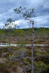 swamp lakes with reflections of blue sky and clouds in National Nature Park Kemeri in Latvia