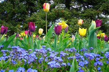 Colorful tulips growing in flower beds in the spring garden