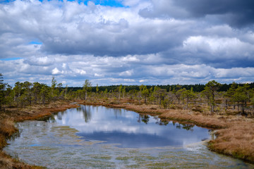 swamp lakes with reflections of blue sky and clouds in National Nature Park Kemeri in Latvia