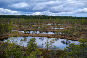 swamp lakes with reflections of blue sky and clouds in National Nature Park Kemeri in Latvia
