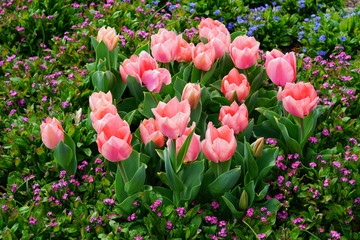 Colorful tulips growing in flower beds in the spring garden