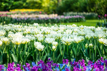 One of the world's largest flower gardens in Lisse, the Netherlands, called Keukenhof. Close up of blooming flowerbeds of tulips, hyacinths, narcissus