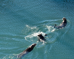 Fototapeta premium Three sea otters in three different positions send ripples in every direction as they manage to swim in a straight line