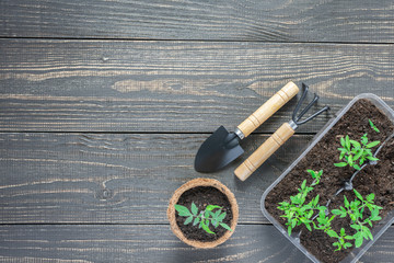 Garden trowel and rakes and eco friendly pots with green young seedlings tomato on wooden background