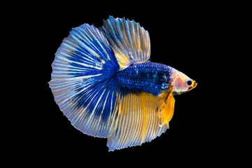 Foto op Plexiglas Het ontroerende moment mooi van gele en blauwe siamese betta vis of fancy betta splendens vechten vis in thailand op geïsoleerde zwarte achtergrond. Thailand noemde Pla-kad of bijtende vis. © Soonthorn