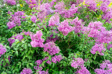 Obraz premium Lilac