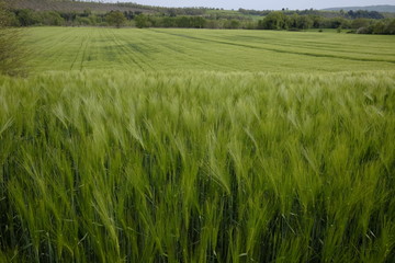 wheat field not yet ripe