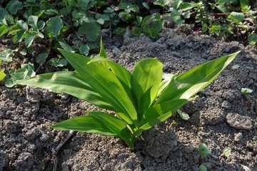 growing wild garlic plant with green leaves