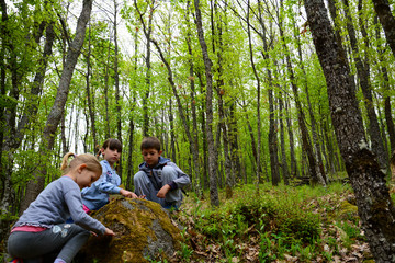 Naklejka na ściany i meble The children in the beautiful forest explore interesting plant and animal world.