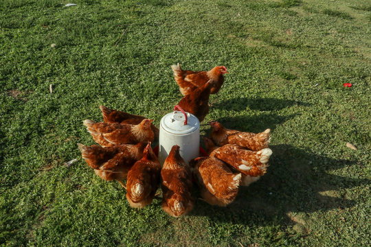 Chickens Drinking Water