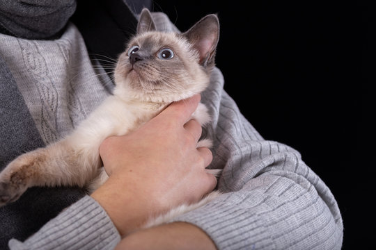A young man in a gray sweater presses a kitten to his chest.