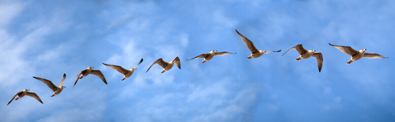 Obraz premium Bird flight study of a sea gull