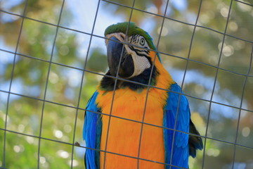 Isolated Macaw Parrot in a Cage, captivity