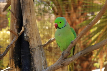 Bright green parrot, Rose-ringed Parakeet, Psittacula krameri in a Cage, captivity