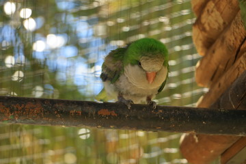 Bright green parrot, Rose-ringed Parakeet, Psittacula krameri in a Cage, captivity