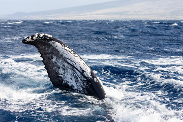Flapper of a humpback whale