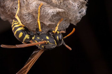 Female wiorker Polistes nympha wasp protecting his nest