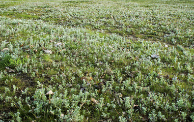 The photo of green grass in the park