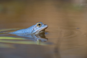 The Moor frog Rana arvalis in Czech Republic