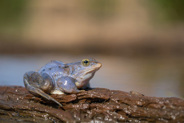 The Moor frog Rana arvalis in Czech Republic