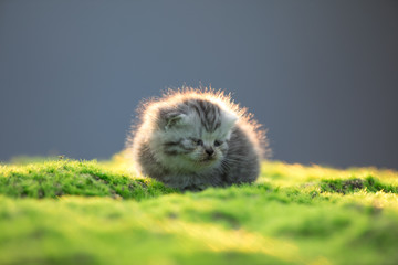 little cute funny kitten in the sun