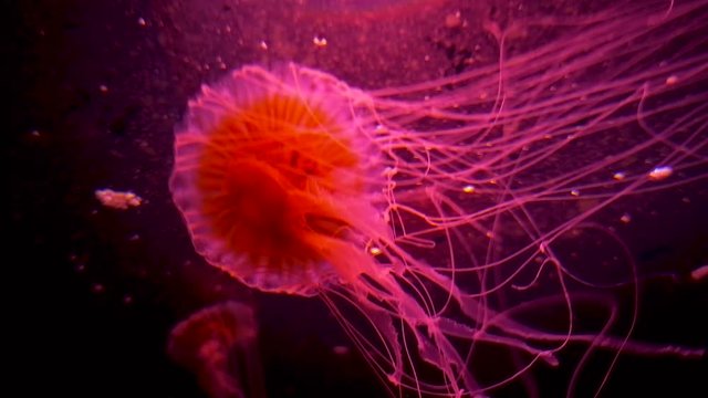 Jellyfish Japanese sea nettle Chrysaora pacifica